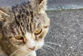 Alerta descoberta Gato  Macho Franqueville-Saint-Pierre France