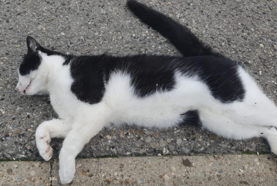 Alerta descoberta Gato cruzamento Desconhecido La Chaux-de-Fonds Switzerland