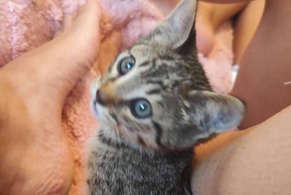 Alerta descoberta Gato Macho , Entre 1 e 3 meses Bastia France