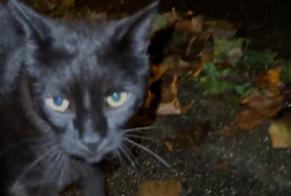 Alerta descoberta Gato Desconhecido , 3 anos Hemsbach Germany