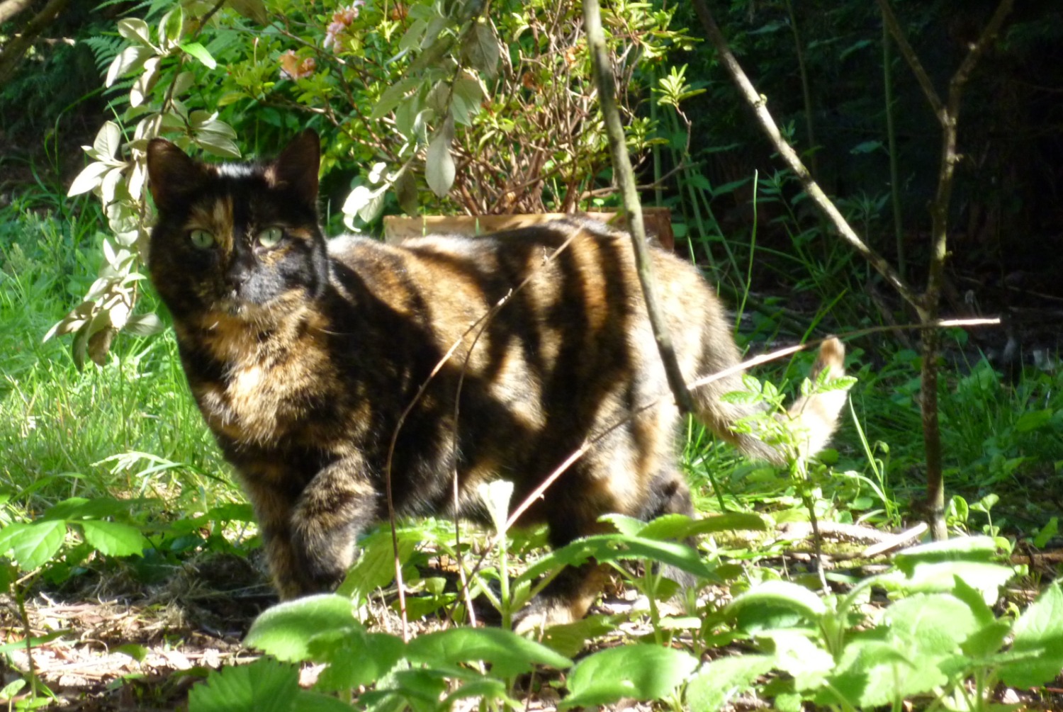 Alerta desaparecimento Gato Fêmea , 12 anos Pontault-Combault France