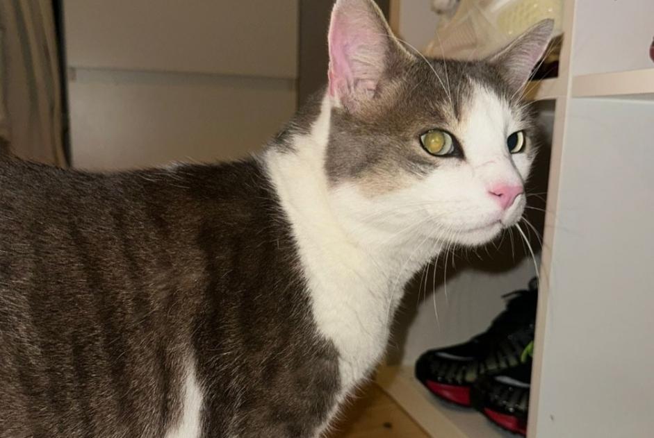 Alerta descoberta Gato Macho Belmont-sur-Lausanne Switzerland