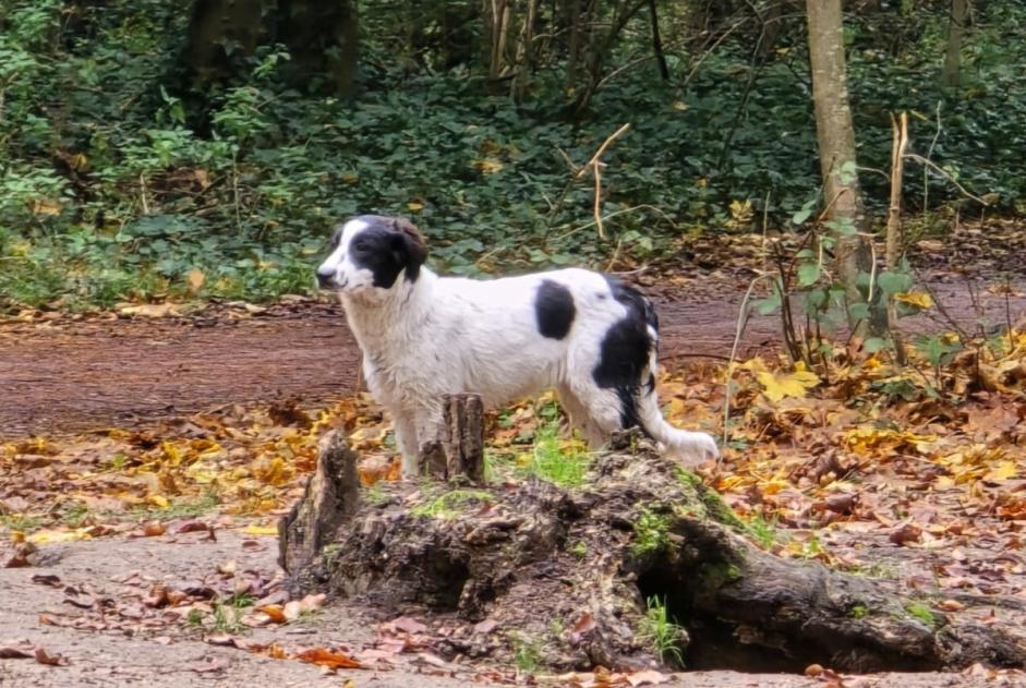 Alerta descoberta Cão cruzamento Desconhecido Vincennes France