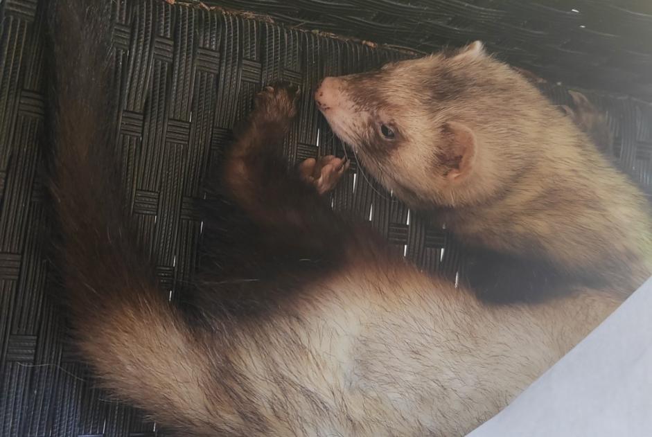 Alerta desaparecimento Outro ferret Macho , 2025 anos Charmont-en-Beauce France