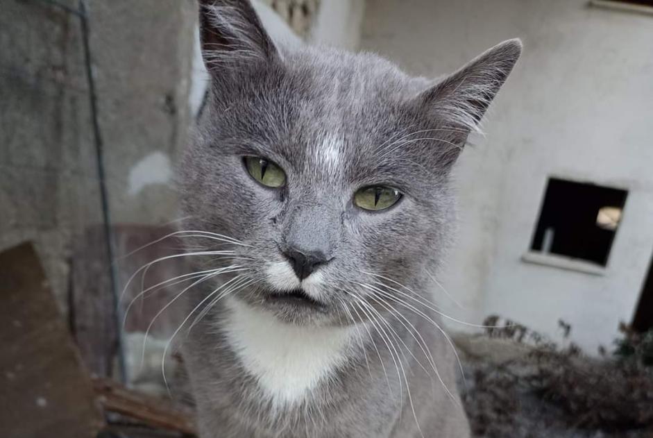 Alerta descoberta Gato Desconhecido Tarbes France