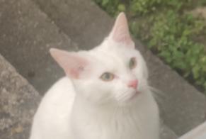 Alerta descoberta Gato Fêmea Sindelfingen Germany