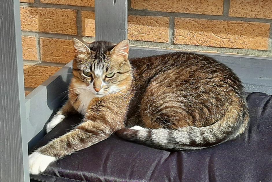 Alerta desaparecimento Gato  Fêmea , 9 anos Leffrinckoucke France