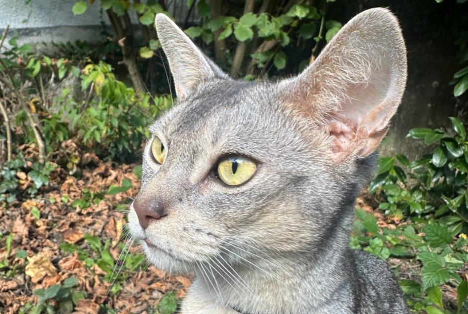 Alerta desaparecimento Gato  Macho , 3 anos Idar-Oberstein Germany