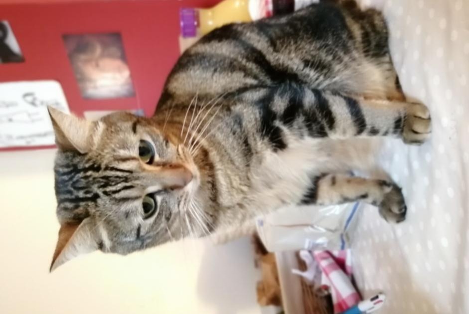 Alerta desaparecimento Gato cruzamento Macho , 7 anos Rennes France