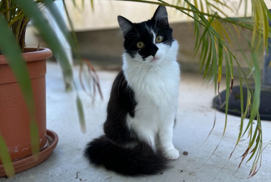 Alerta descoberta Gato Fêmea , Entre 7 e 9 meses Bordeaux France