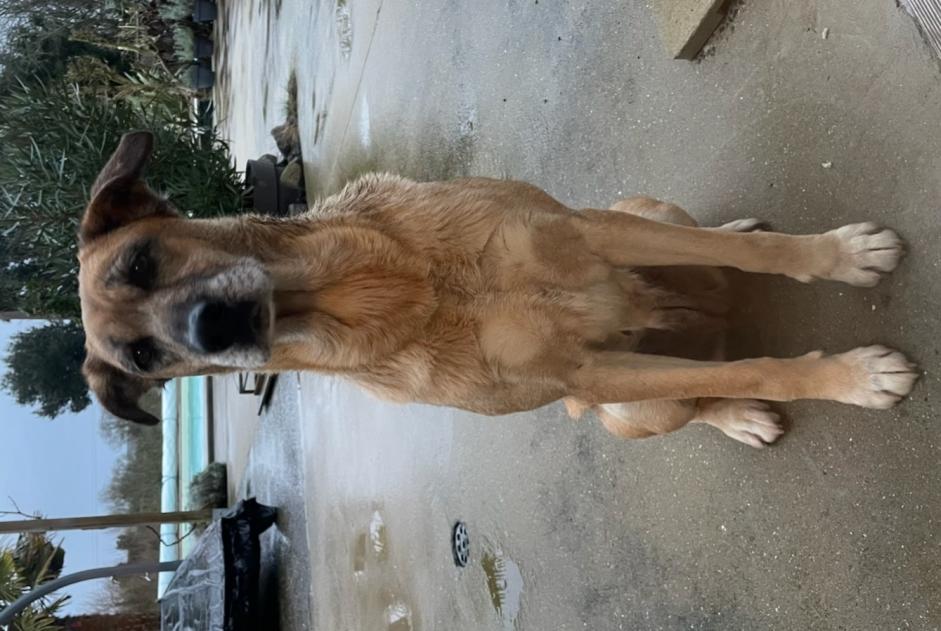 Alerta descoberta Cão cruzamento Fêmea Longèves France