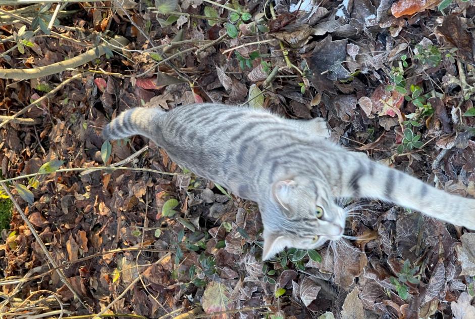 Alerta descoberta Gato Desconhecido München Germany