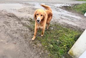 Alerta descoberta Cão cruzamento Desconhecido Nassiet France