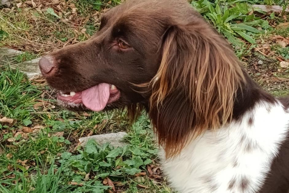 Alerta descoberta Cão  Fêmea Chécy France