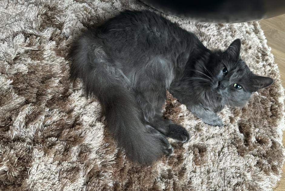 Alerta desaparecimento Gato cruzamento Macho , 2 anos Valentigney France