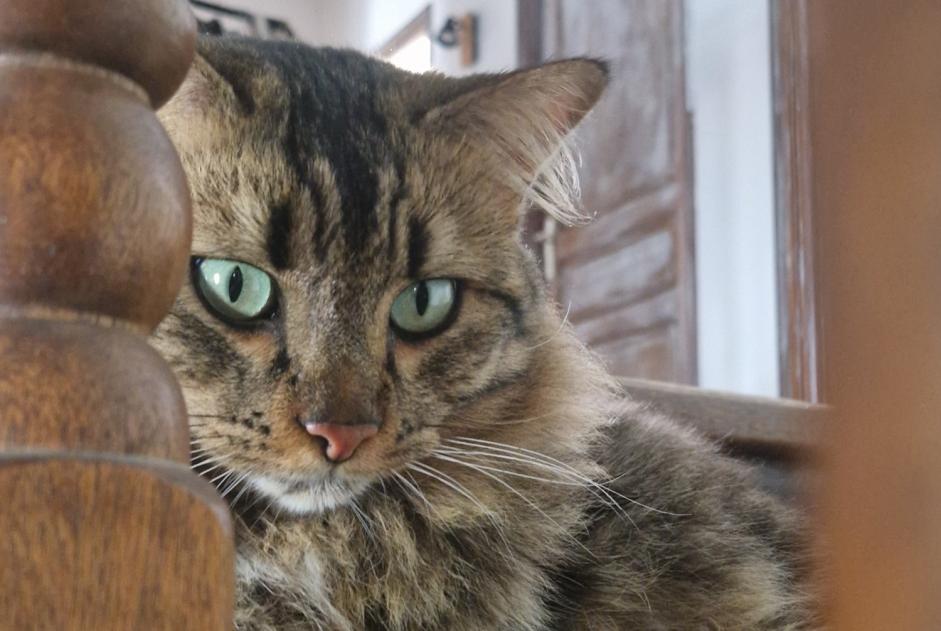 Alerta desaparecimento Gato cruzamento Macho , 2 anos Ajaccio France