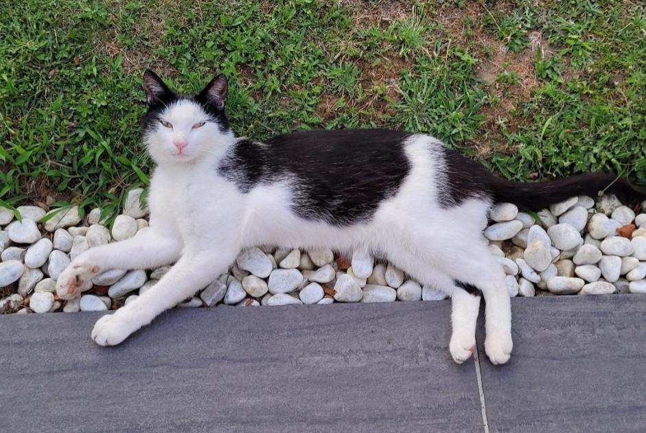 Alerta desaparecimento Gato  Macho , 5 anos Saint-Philbert-de-Bouaine France