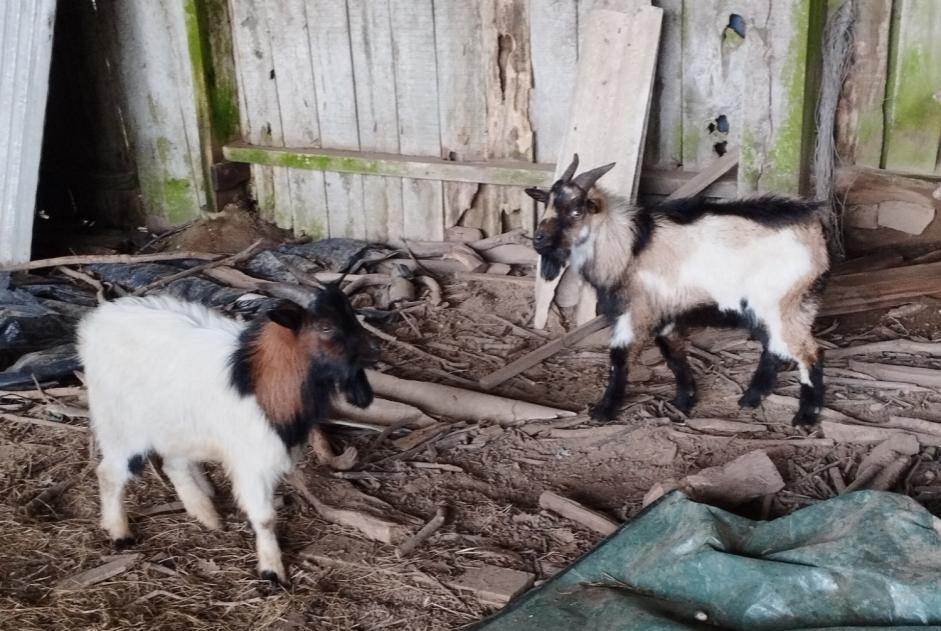 Alerta descoberta Cabra Macho Le Mené France