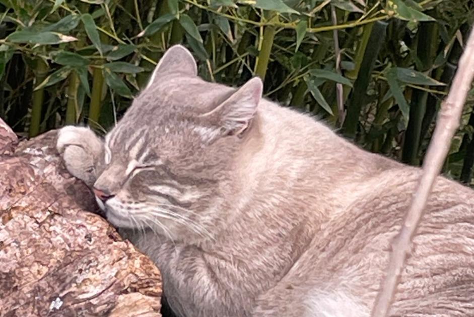 Alerta desaparecimento Gato cruzamento Macho , 4 anos Pierrefeu-du-Var France