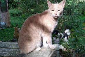 Alerta desaparecimento Gato cruzamento Macho , 5 anos Beaulieu-Sous-Parthenay France