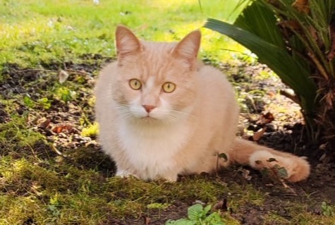 Alerta desaparecimento Gato cruzamento Macho , 4 anos Montreux Switzerland