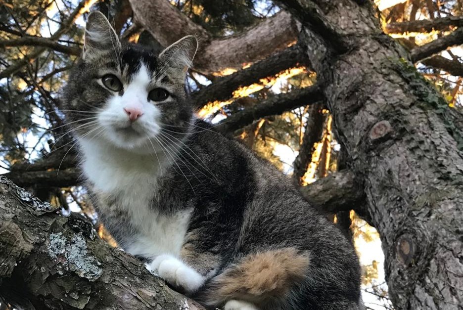 Alerta desaparecimento Gato cruzamento Macho , 14 anos Forel (Lavaux) Switzerland